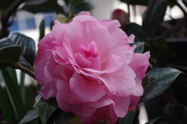 ������С IMGP0746.JPG