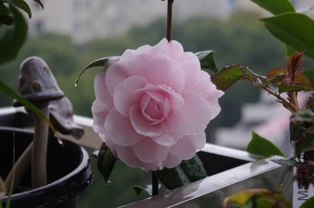 ������С IMGP0757.JPG