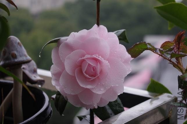 ������С IMGP0758.JPG