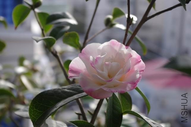 ������С IMGP0770.JPG