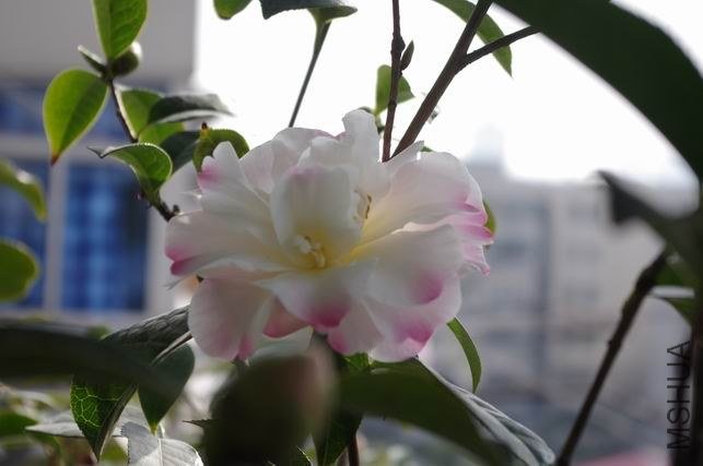 ������С IMGP0788.JPG