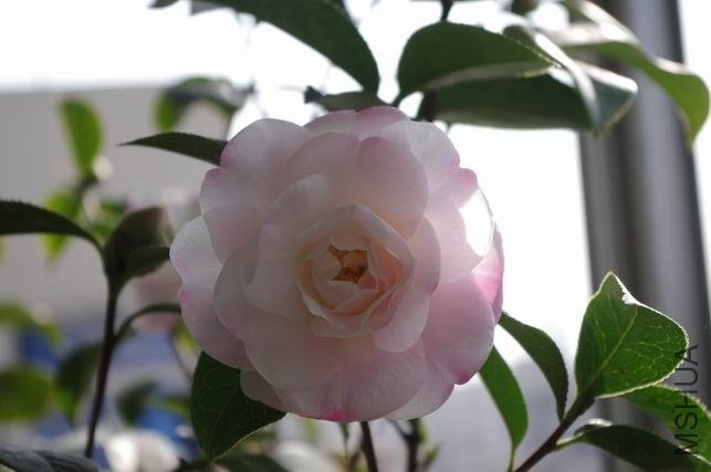 ������С IMGP0789.JPG