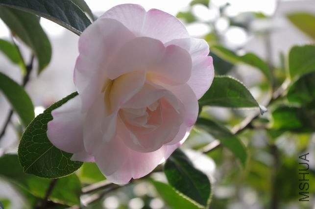 ������С IMGP0791.JPG