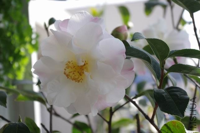 ������С IMGP0827.JPG