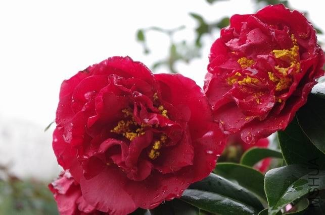 ������С IMGP0922.JPG