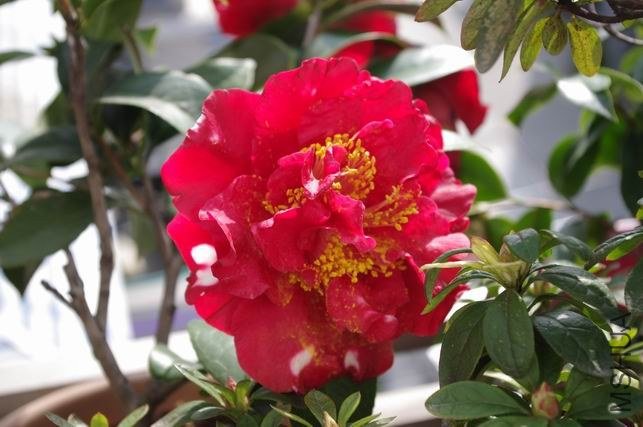 ������С IMGP0993.JPG