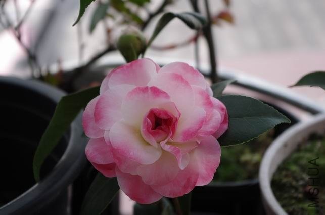 ������С IMGP0832.JPG