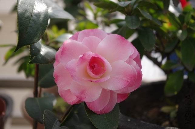 ������С IMGP0841.JPG