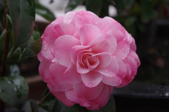 ������С IMGP0891.JPG