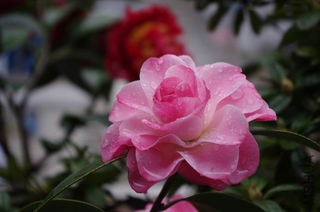 ������С IMGP0932.JPG