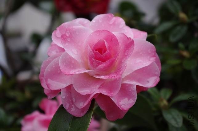 ������С IMGP0936.JPG