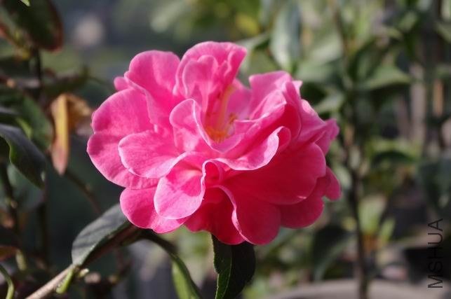 ������С IMGP0843.JPG