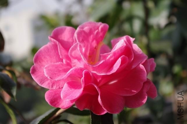 ������С IMGP0845.JPG