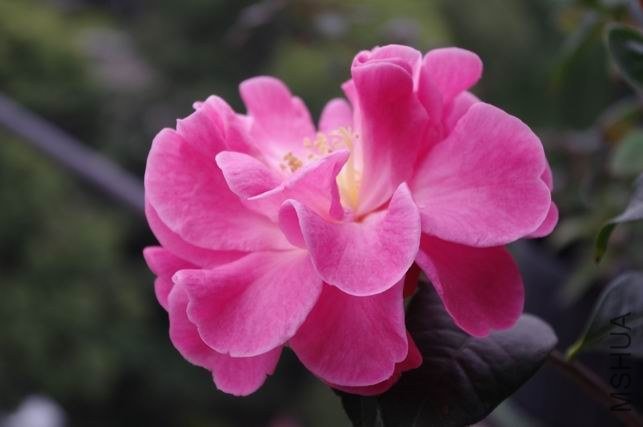 ������С IMGP0876.JPG