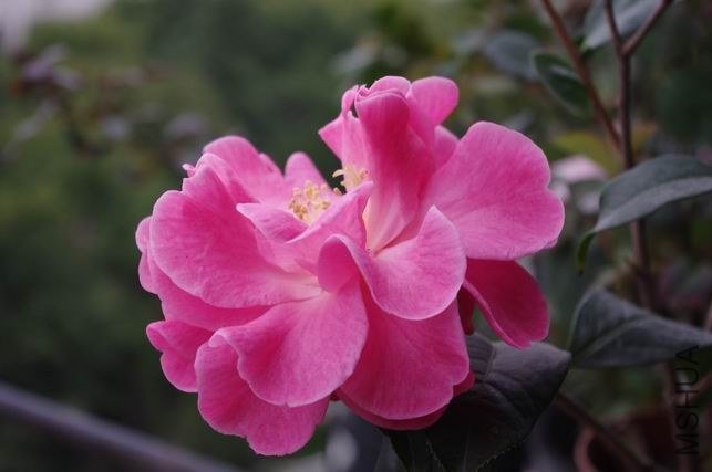 ������С IMGP0878.JPG