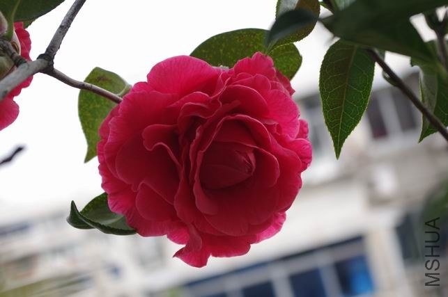 ������С IMGP0870.JPG