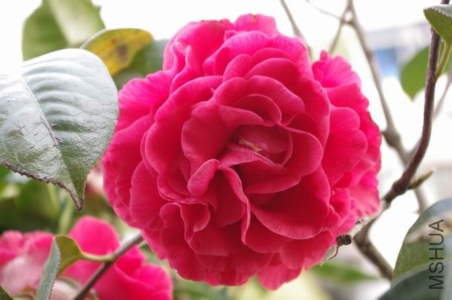 ������С IMGP0903.JPG