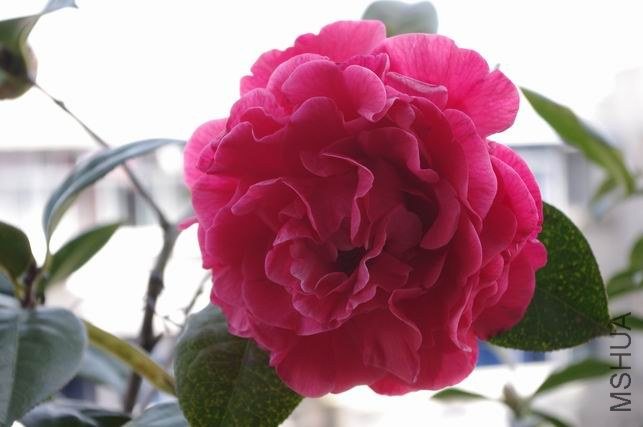 ������С IMGP0955.JPG