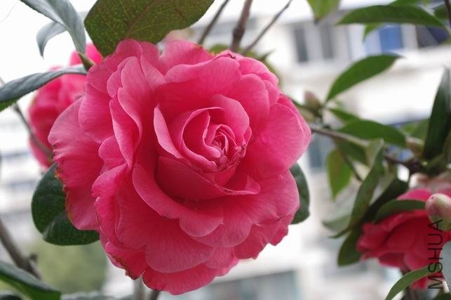 ������С IMGP1026.JPG