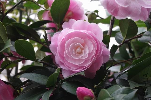 ������С IMGP1022.JPG