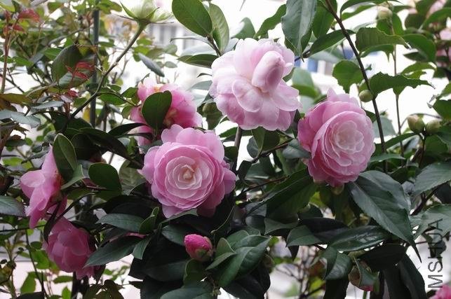 ������С IMGP1024.JPG