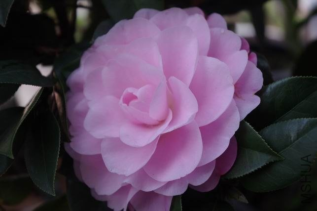 ������С IMGP1153.JPG