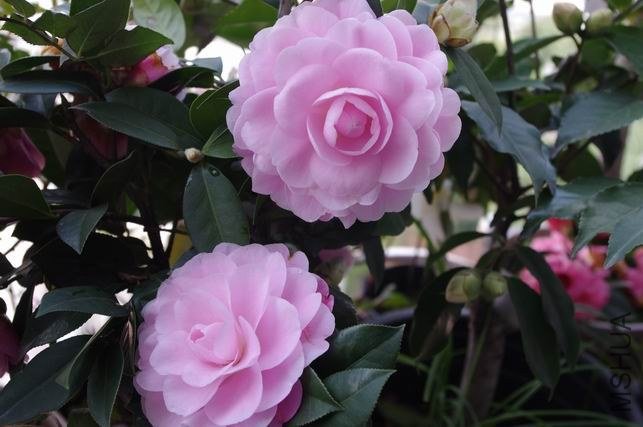 ������С IMGP1155.JPG