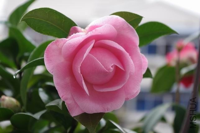 ������С IMGP0887.JPG