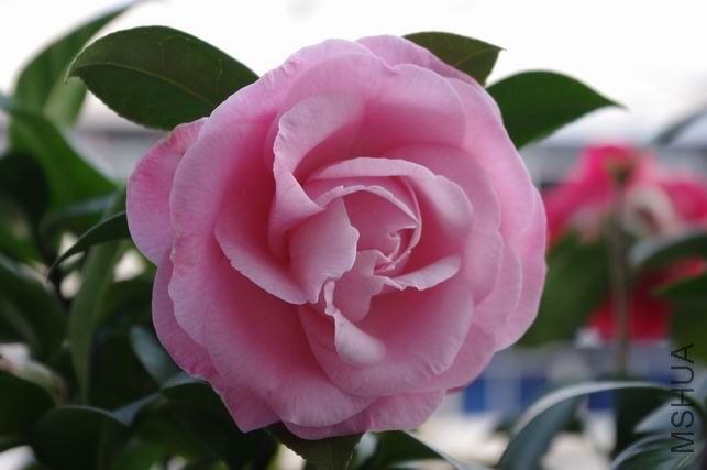 ������С IMGP0912.JPG