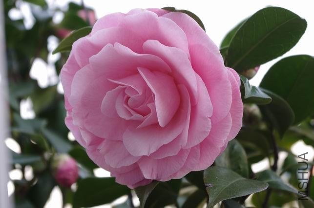 ������С IMGP0963.JPG