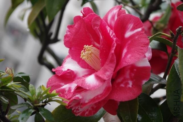 ������С IMGP0894.JPG