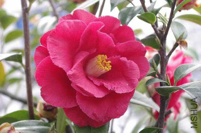 ������С IMGP1533.JPG