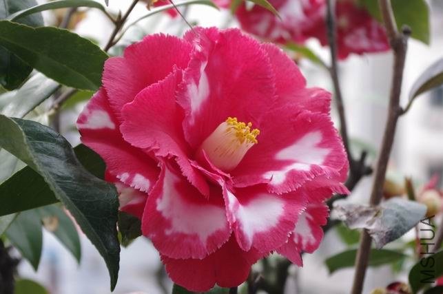 ������С IMGP1534.JPG