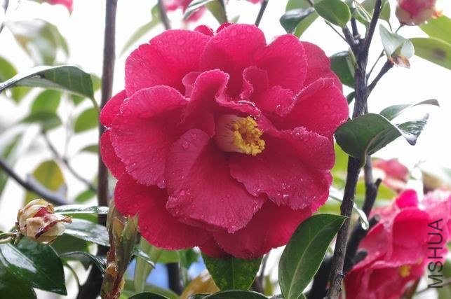 ������С IMGP1558.JPG