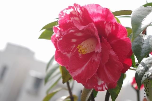 ������С IMGP1696.JPG