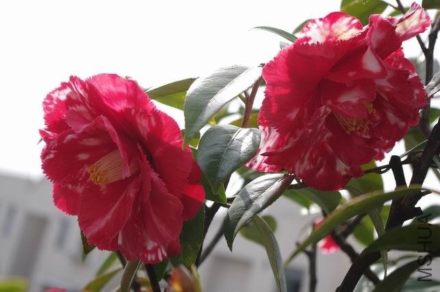 ������С IMGP1699.JPG