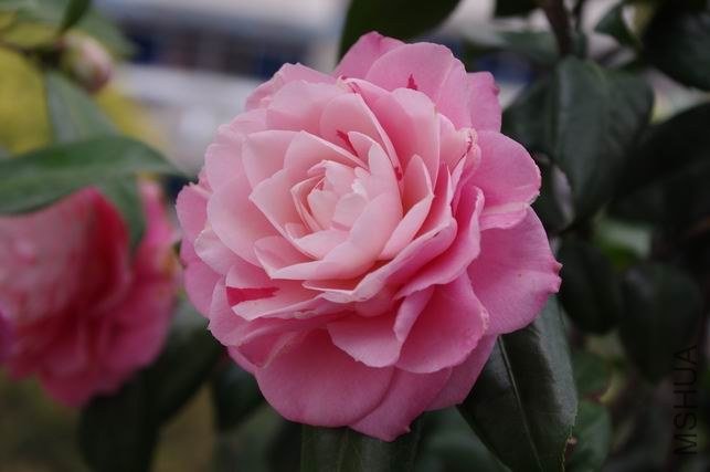 ������С IMGP0947.JPG