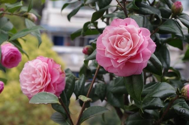 ������С IMGP0946.JPG