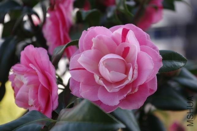 ������С IMGP1061.JPG