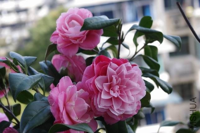 ������С IMGP1063.JPG