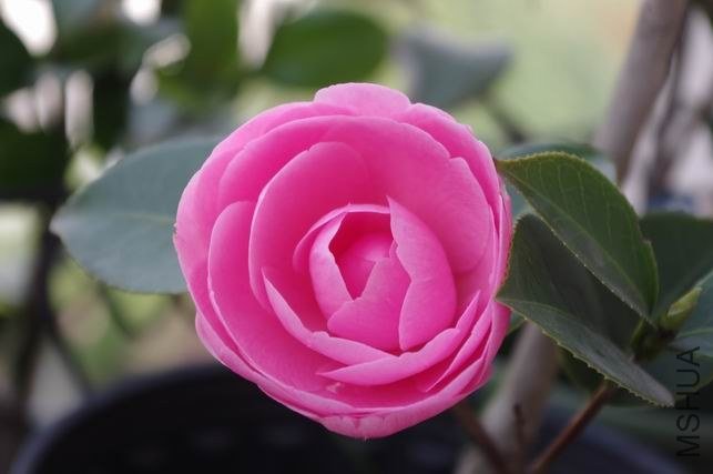 ������С IMGP1179.JPG