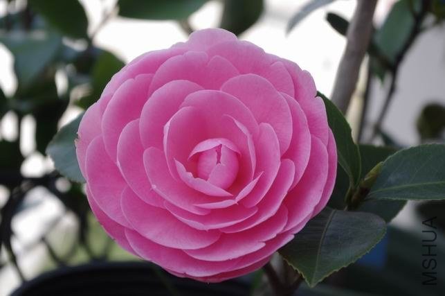 ������С IMGP1250.JPG