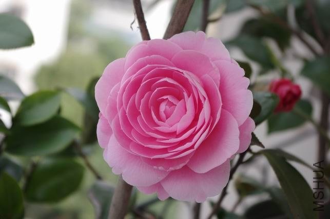 ������С IMGP1321.JPG