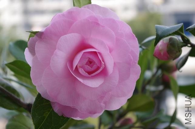 ������С IMGP0995.JPG