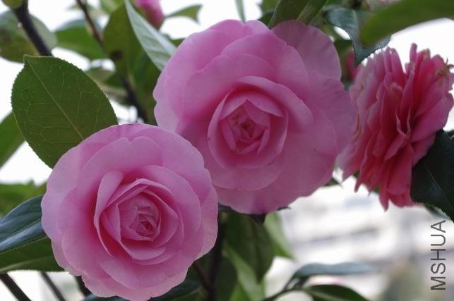 ������С IMGP0996.JPG