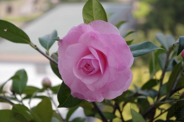 ������С IMGP0999.JPG