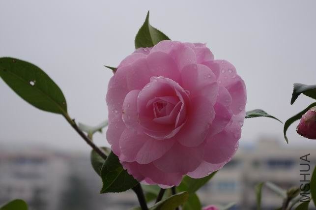 ������С IMGP1012.JPG