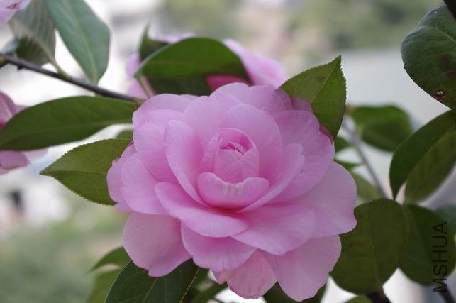 ������С IMGP1261.JPG