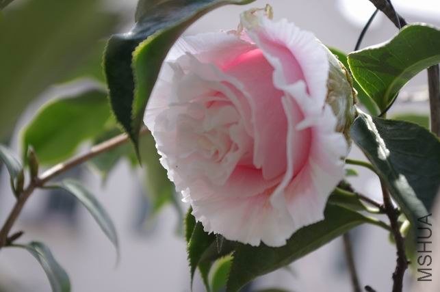 ������С IMGP0973.JPG