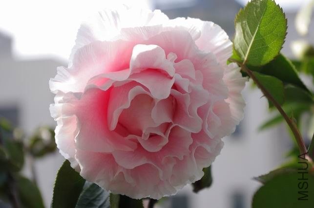 ������С IMGP1145.JPG